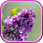 lilac live wallpaper android application logo